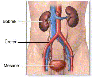böbrek yetmezliği